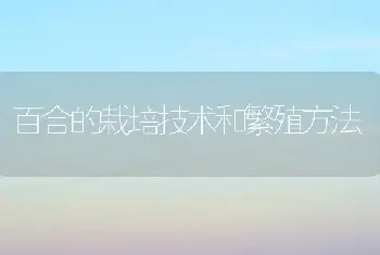 百合的栽培技术和繁殖方法