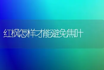 红枫怎样才能避免焦叶