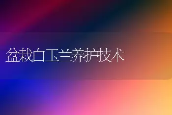 盆栽白玉兰养护技术