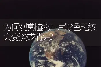 为何观赏植物叶片彩色斑纹会变淡或消失?