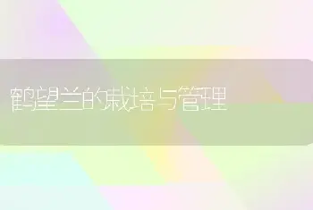 鹤望兰的栽培与管理