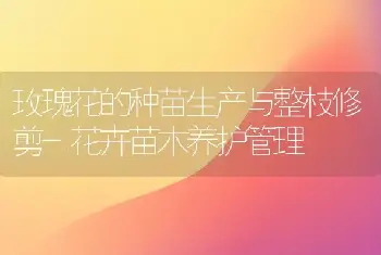 玫瑰花的种苗生产与整枝修剪-花卉苗木养护管理