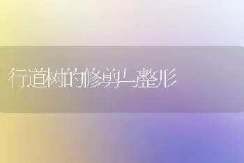 行道树的修剪与整形