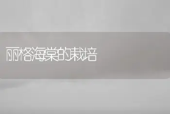 丽格海棠的栽培