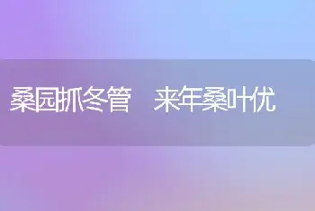 桑园抓冬管 来年桑叶优