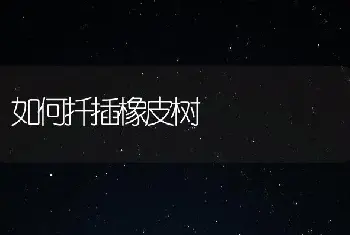 如何扦插橡皮树