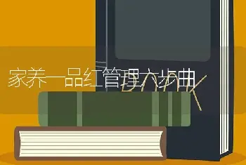 家养一品红管理六步曲