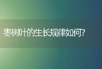 枣树叶的生长规律如何？