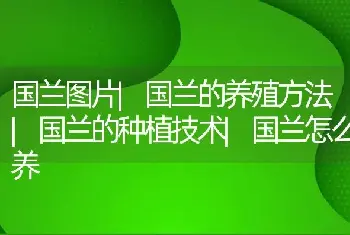 糯玉米高产栽培技术