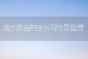 滴水观音的生长习性及管理