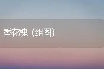 香花槐（组图）