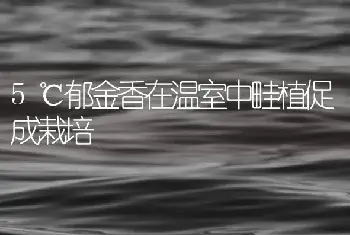 5℃郁金香在温室中畦植促成栽培