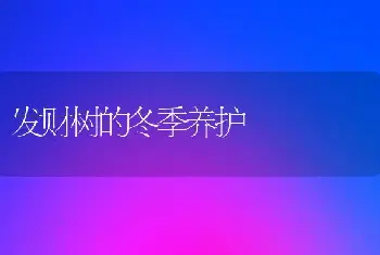 发财树的冬季养护