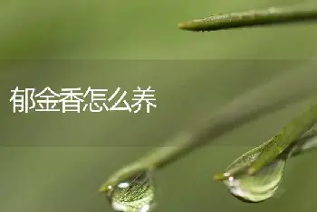 郁金香怎么养