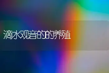 滴水观音的的养殖