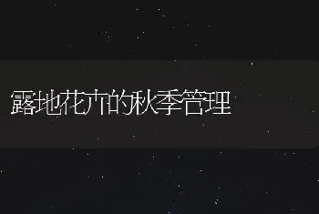 露地花卉的秋季管理