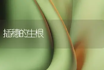 插穗的生根