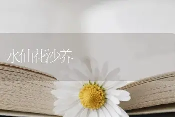 水仙花沙养