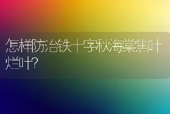 怎样防治铁十字秋海棠焦叶烂叶？