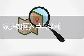 家庭如何养芦荟盆栽