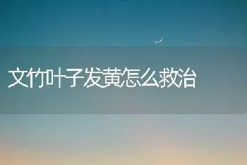 文竹叶子发黄怎么救治