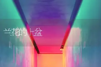 兰花的上盆