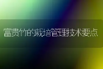 富贵竹的栽培管理技术要点