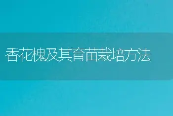 一品红的家庭栽培及养护