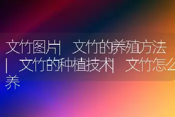 文竹图片|文竹的养殖方法|文竹的种植技术|文竹怎么养