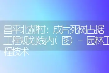 昌平北郝村：成片死树占据工程规划线内(图)-园林工程技术