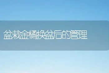 盆栽金橘换盆后的管理