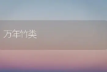 万年竹类