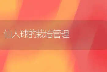 仙人球的栽培管理