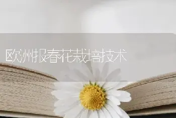 欧洲报春花栽培技术