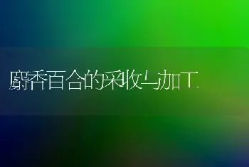 麝香百合的采收与加工