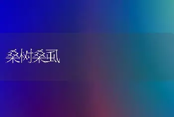 桑树桑虱