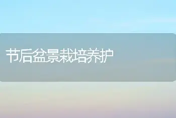 节后盆景栽培养护