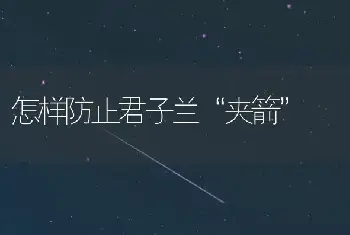 怎样防止君子兰“夹箭”