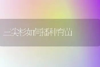 一品红的现代化栽培与管理