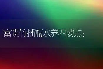 富贵竹插瓶水养四要点: