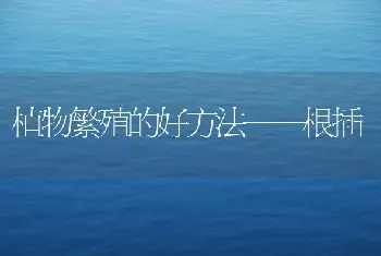 浅谈“梅花”的繁殖