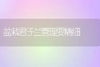 盆栽君子兰管理要精细