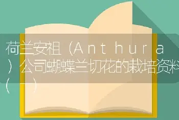 荷兰安祖（Anthura）公司蝴蝶兰切花的栽培资料(一)