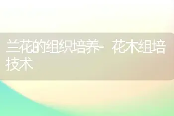 兰花的组织培养-花木组培技术