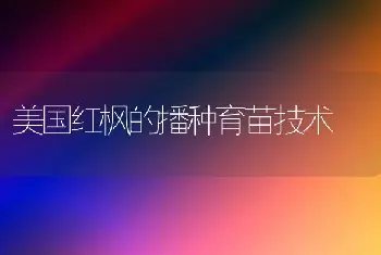 美国红枫的播种育苗技术