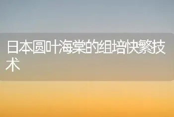 日本圆叶海棠的组培快繁技术