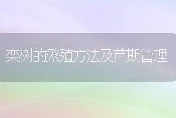 栾树的繁殖方法及苗期管理