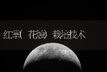 红掌(花烛)栽培技术