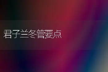 君子兰冬管要点