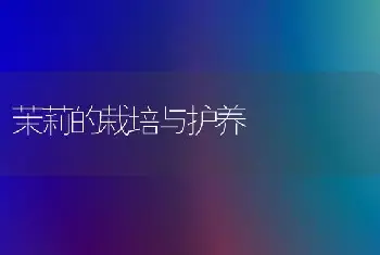 黄瓜春育苗谨防弱苗